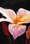 flowerwithspider.jpg (74982 bytes)